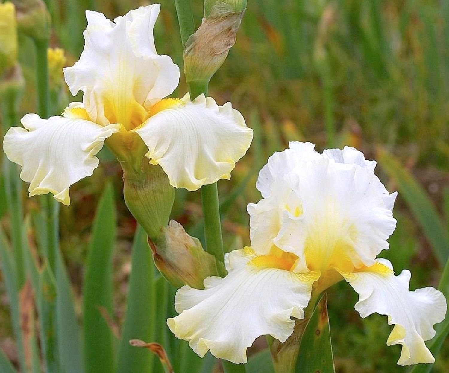 Iris Barbata-Elatior 'Domaine de Courson' Hohe Bartschwertlilie