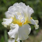 Iris Barbata-Elatior 'Domaine de Courson' (Hohe Bartschwertlilie)