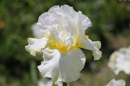 Iris Barbata-Elatior 'Domaine de Courson' (Hohe Bartschwertlilie)
