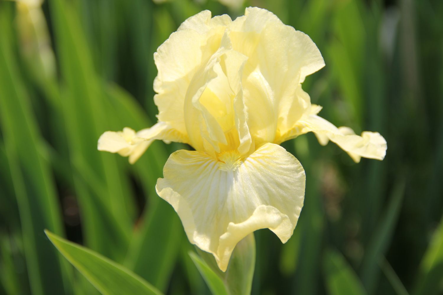 Iris Barbata-Media 'Maui Moonlight' Mittelhohe Bartschwertlilie