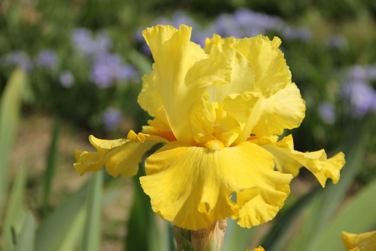 Iris Barbata-Elatior 'Golden Immortal' Hohe Bartschwertlilie