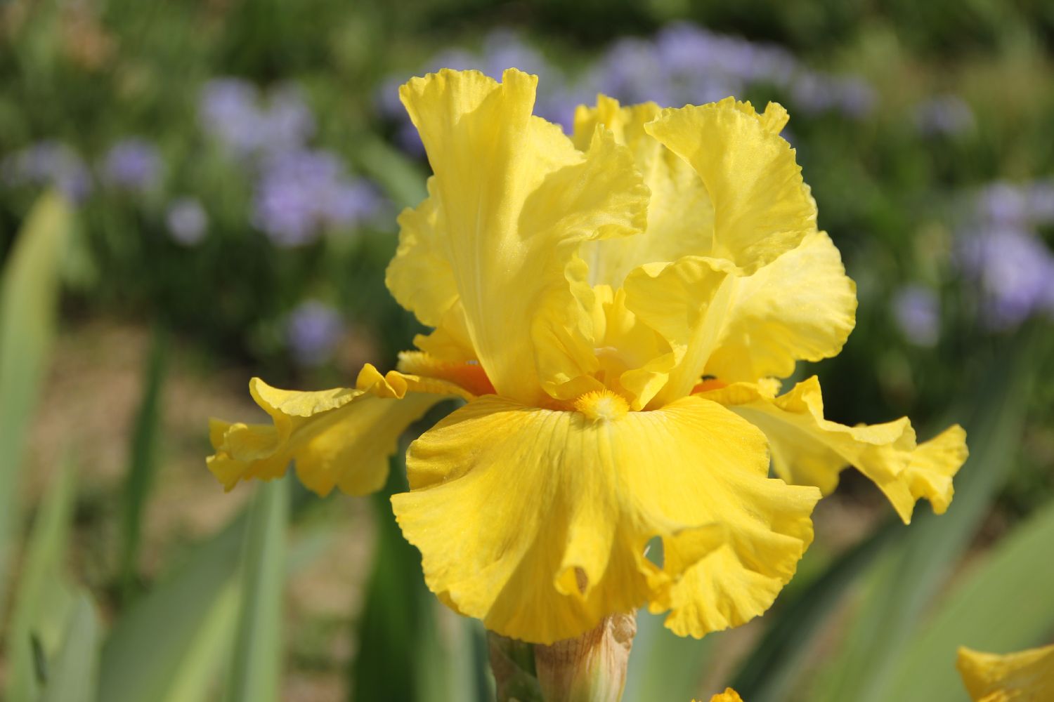 Iris Barbata-Elatior 'Golden Immortal' Hohe Bartschwertlilie