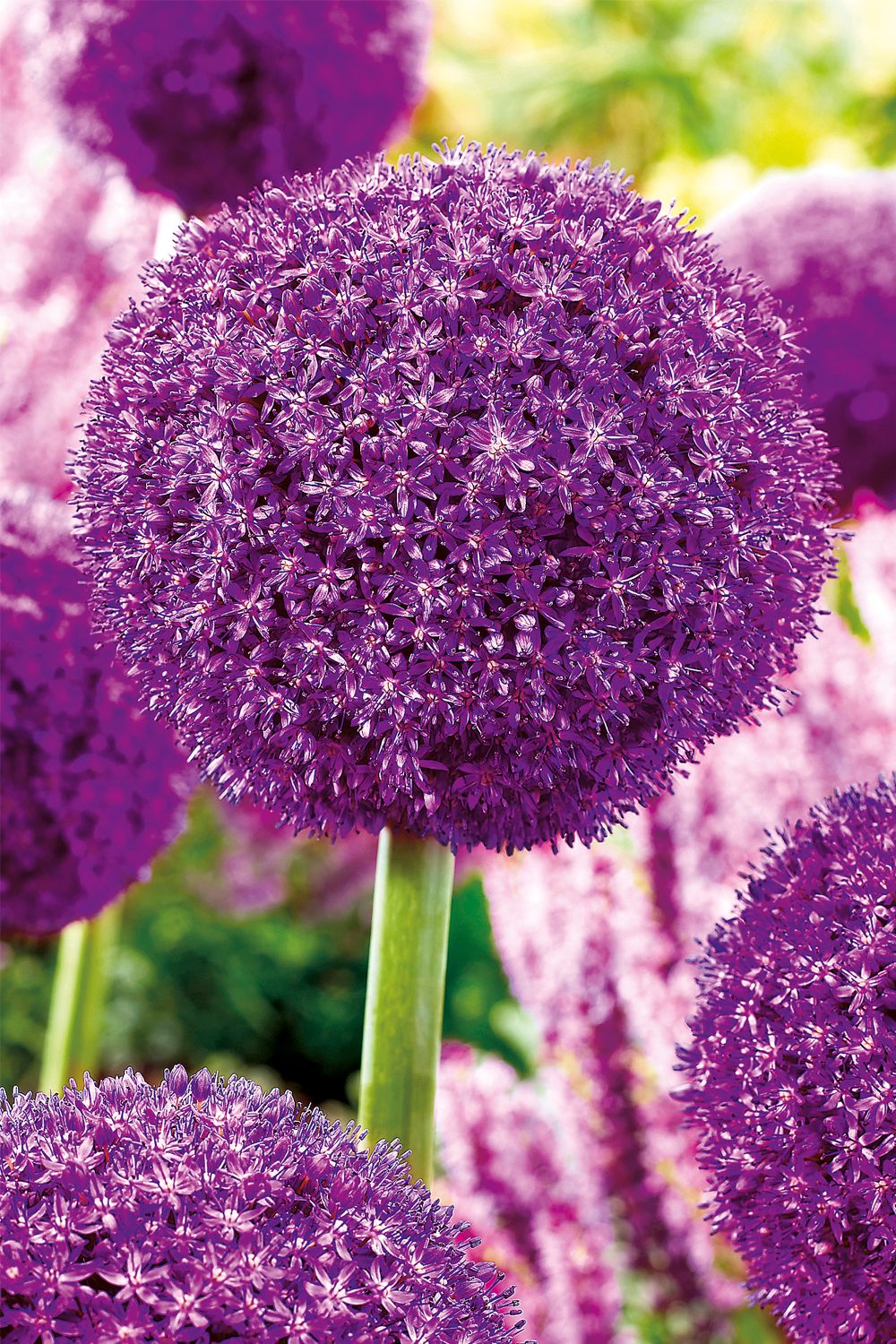 Allium 'Ambassador' Kugellauch  I  Zierlauch 'Ambassador'