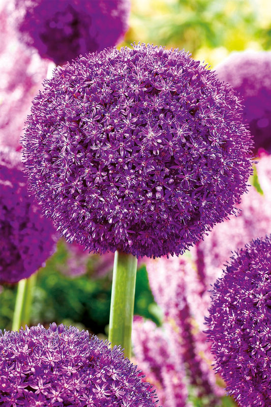 Allium 'Ambassador' ® Kugellauch  I  Zierlauch 'Ambassador' ®