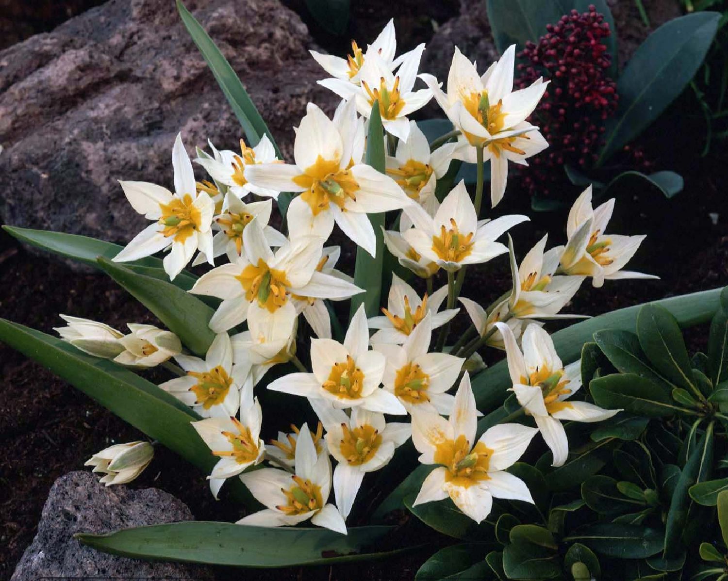 Tulipa turkestanica Turkestanische Tulpe