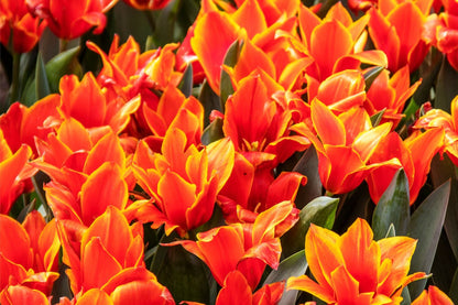 Tulipa kaufmanniana 'Early Harvest' (Seerosen-Tulpe)
