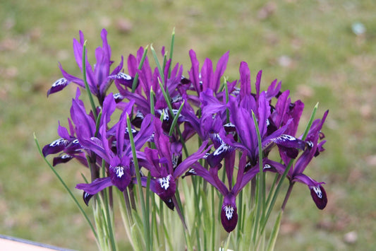 Iris reticulata 'Pauline' Netzblatt-Schwertlilie