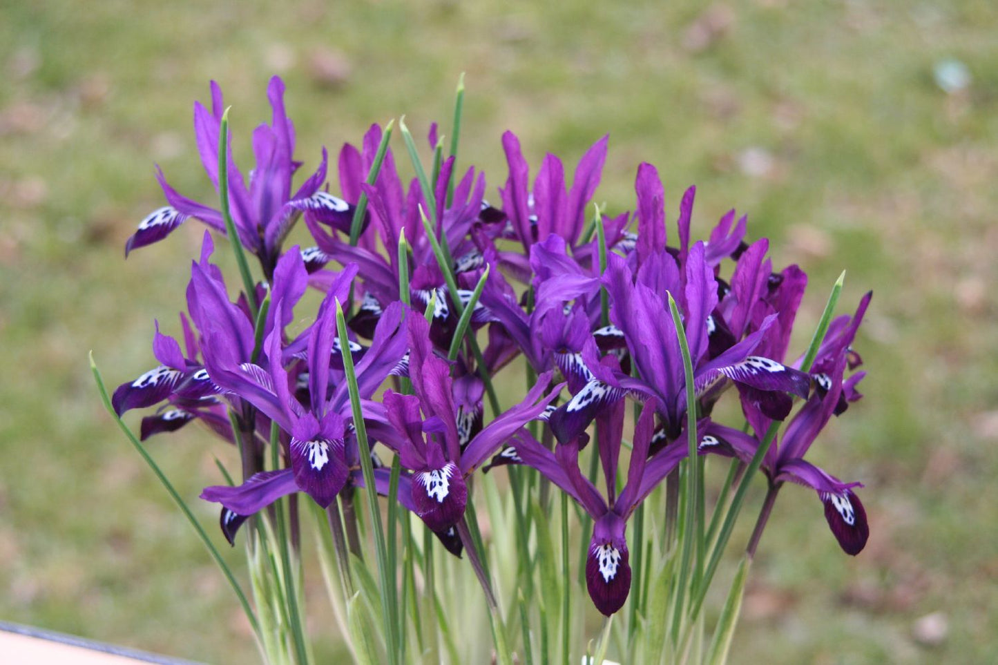 Iris reticulata 'Pauline' Netzblatt-Schwertlilie