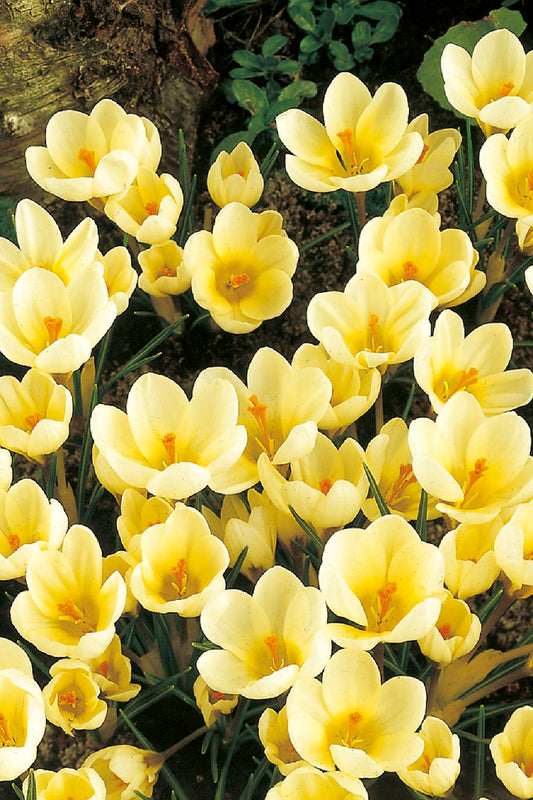 Crocus chrysanthus 'Cream Beauty' Garten-Krokus