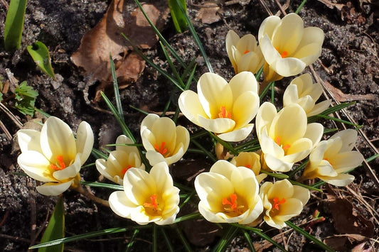 Crocus chrysanthus 'Cream Beauty' Garten-Krokus