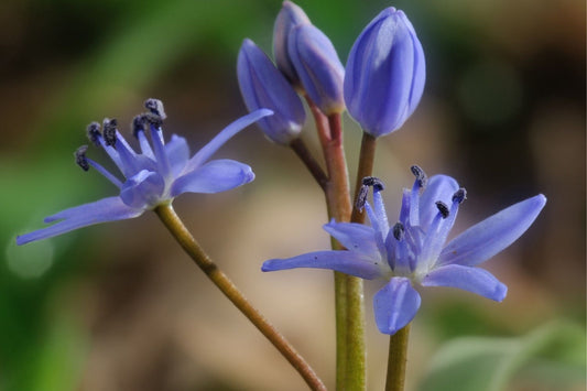 Scilla bifolia Zweiblättriger Blaustern