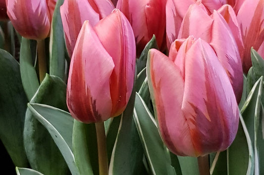 Tulipa 'Pretty Princess' Triumph-Tulpe