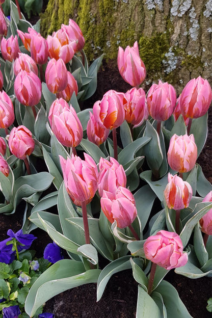 Tulipa 'Pretty Princess' (Triumph-Tulpe)