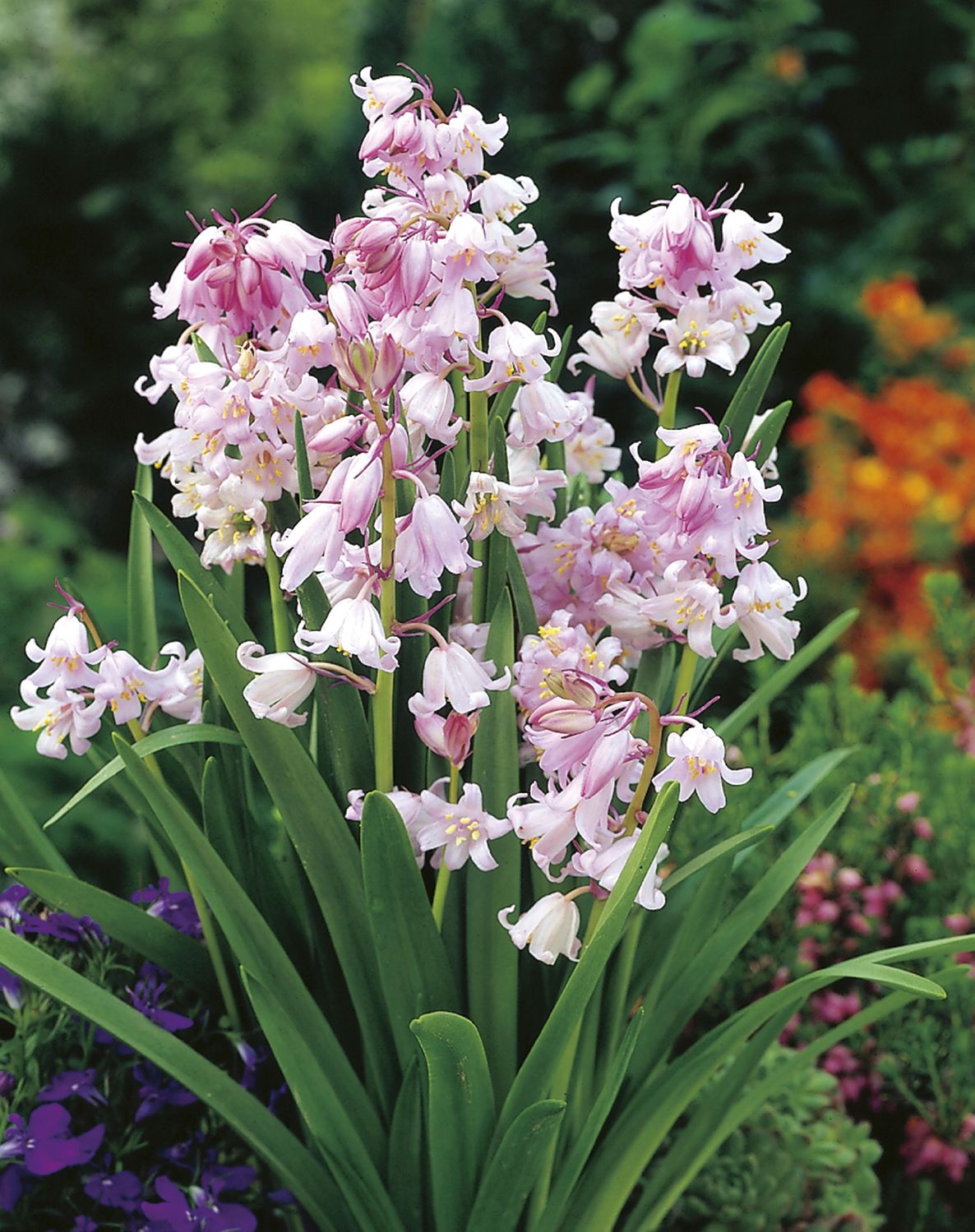 Hyacinthoides hispanica 'Rose Queen' Spanisches Hasenglöckchen