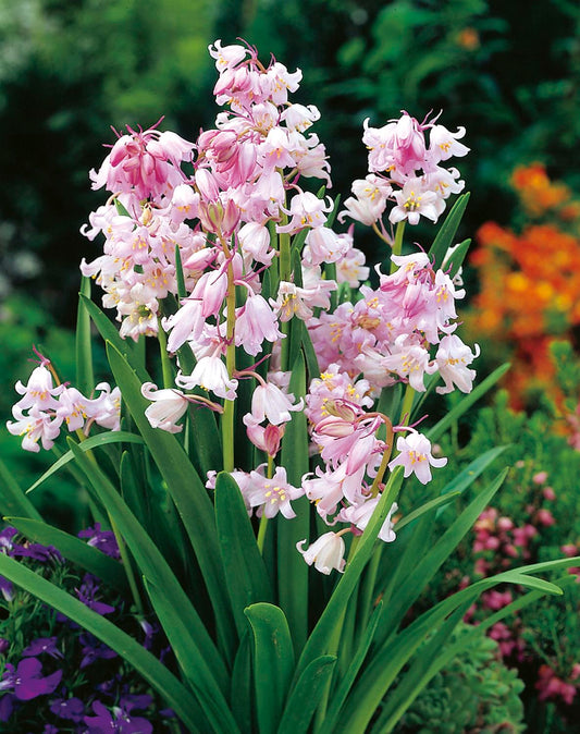 Hyacinthoides hispanica 'Rose Queen' Spanisches Hasenglöckchen