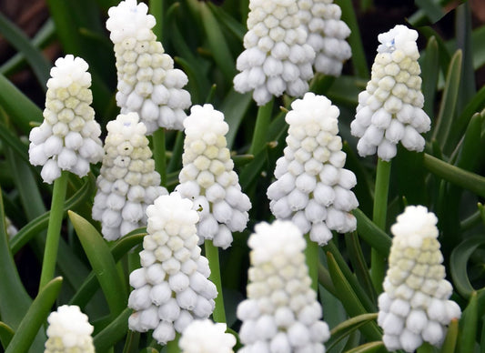Muscari armeniacum 'Siberian Tiger' ® Weiße Traubenhyazinthe