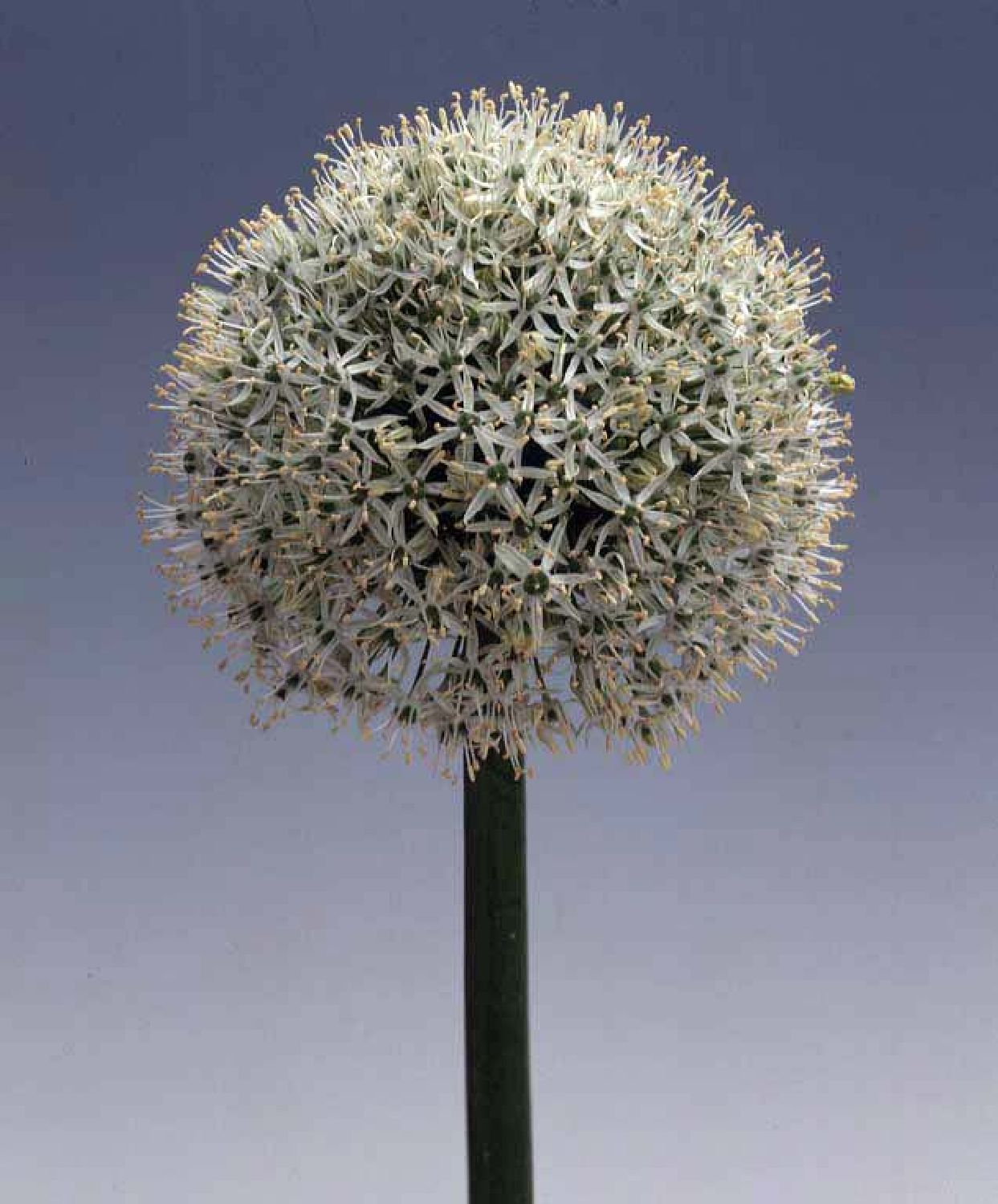 Allium 'White Giant' (Kugellauch)