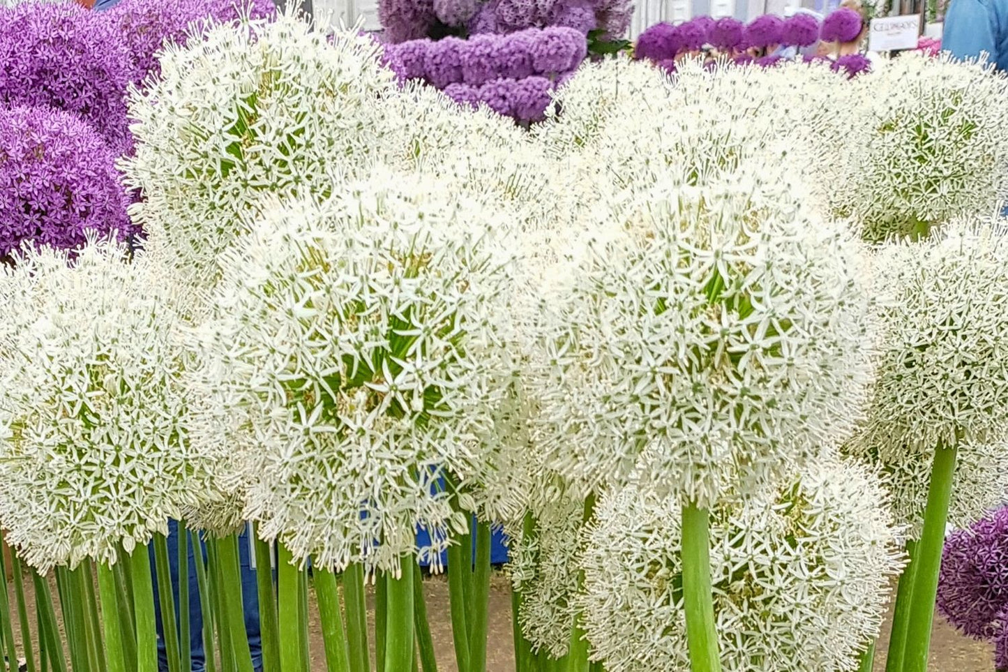 Allium 'White Giant' ® Kugellauch