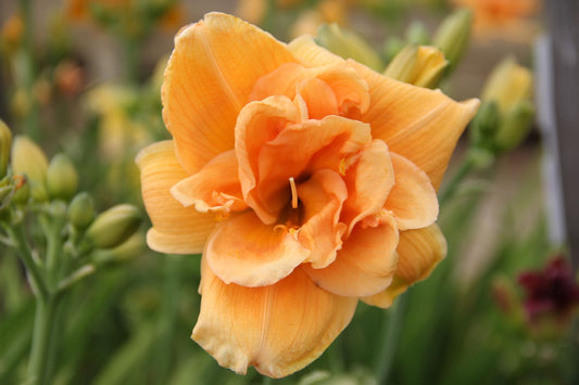 Hemerocallis 'Peach Magnolia' Großblumige Taglilie
