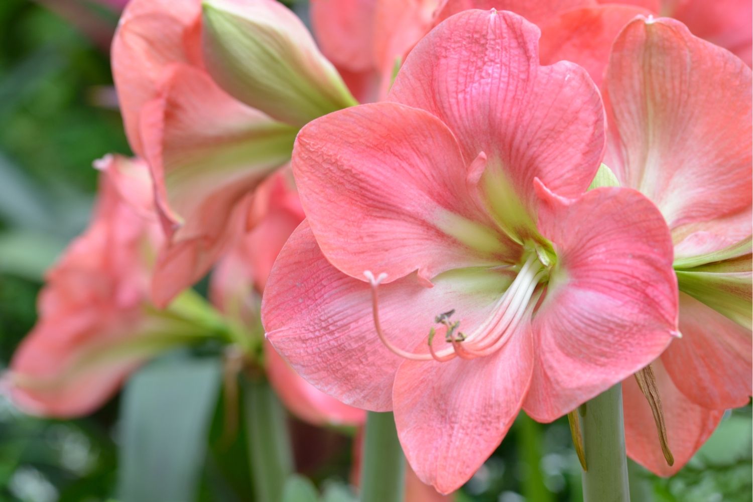 Hippeastrum Jumbo rosa Amaryllis | Ritterstern