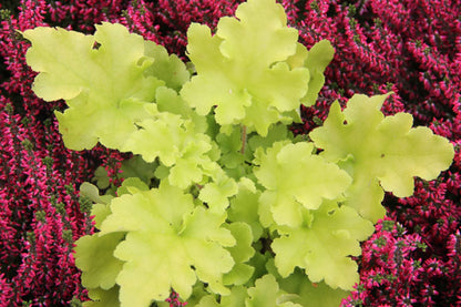 Heuchera 'Lime Rickey' Garten-Purpurglöckchen