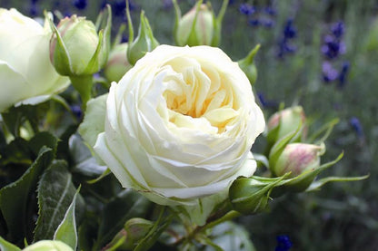 Rose 'Wedding Piano' Edelrose