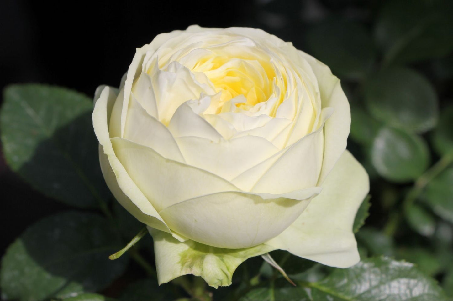 Rose 'Wedding Piano' (Edelrose)