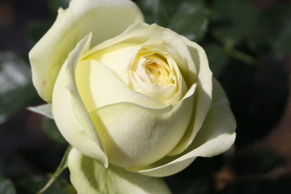 Rose 'Wedding Piano' (Edelrose)