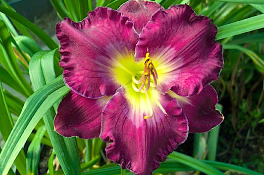 Hemerocallis 'Cameroons' Großblumige Taglilie