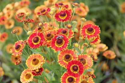 Helenium 'Fuego' ® Sonnenbraut