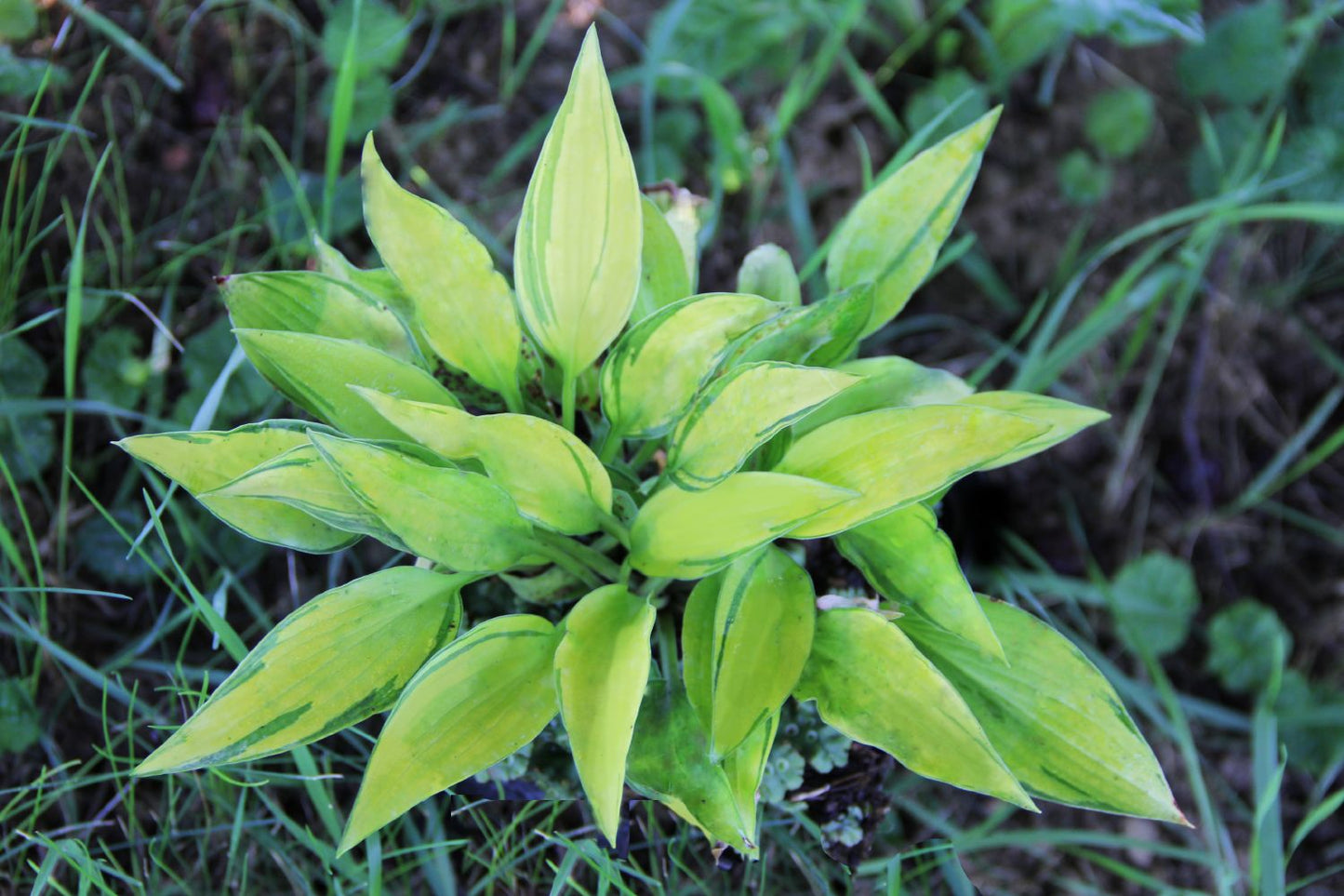 Hosta 'June Fever' ® Funkie
