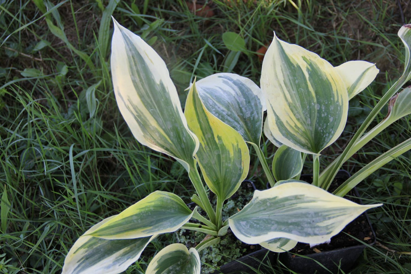 Hosta 'Liberty' Funkie