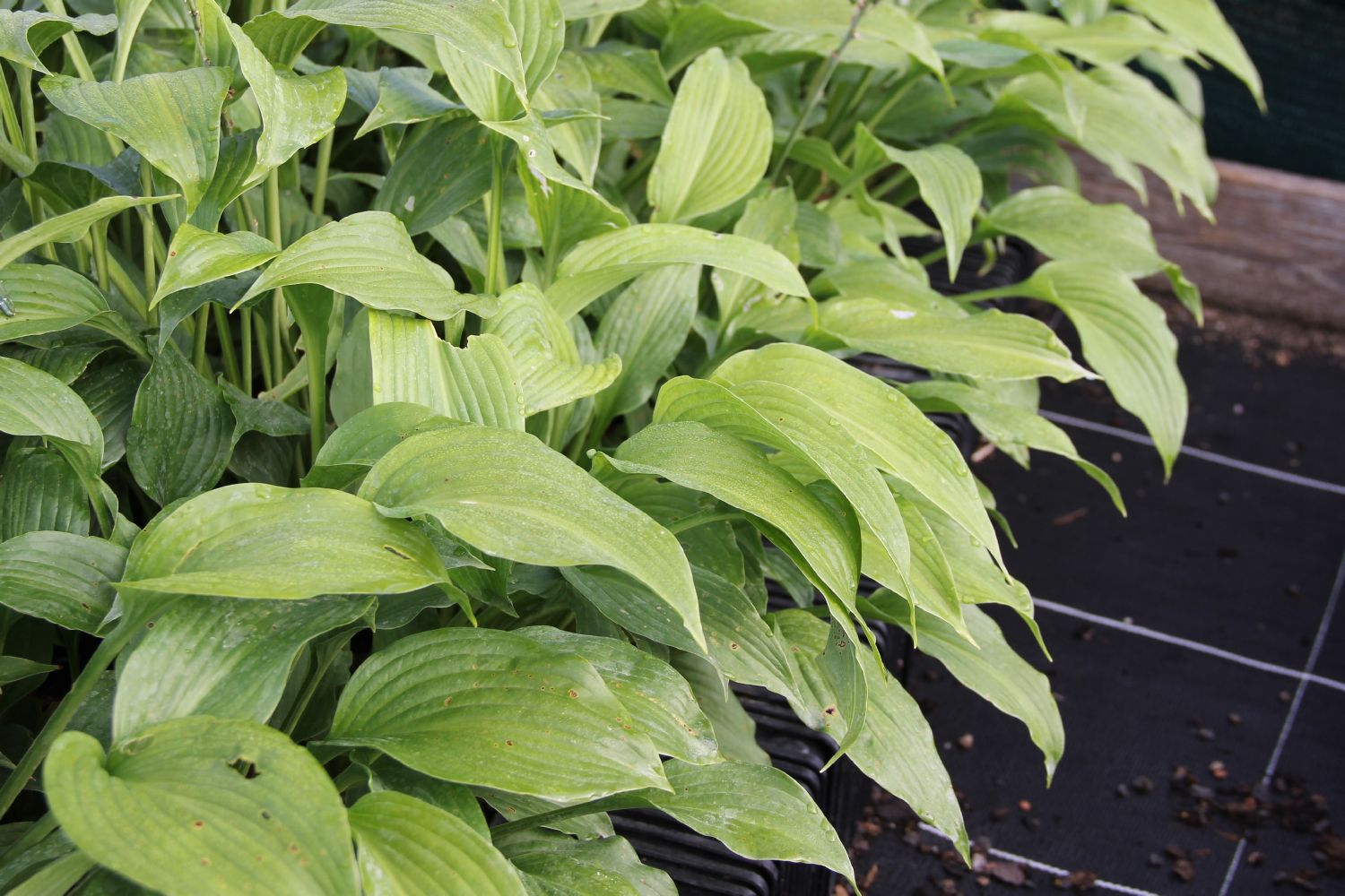 Hosta 'Niagara Falls' Funkie | Herzblattlilie