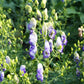 Aconitum x cammarum 'Cloudy' Weiß-blauer Eisenhut