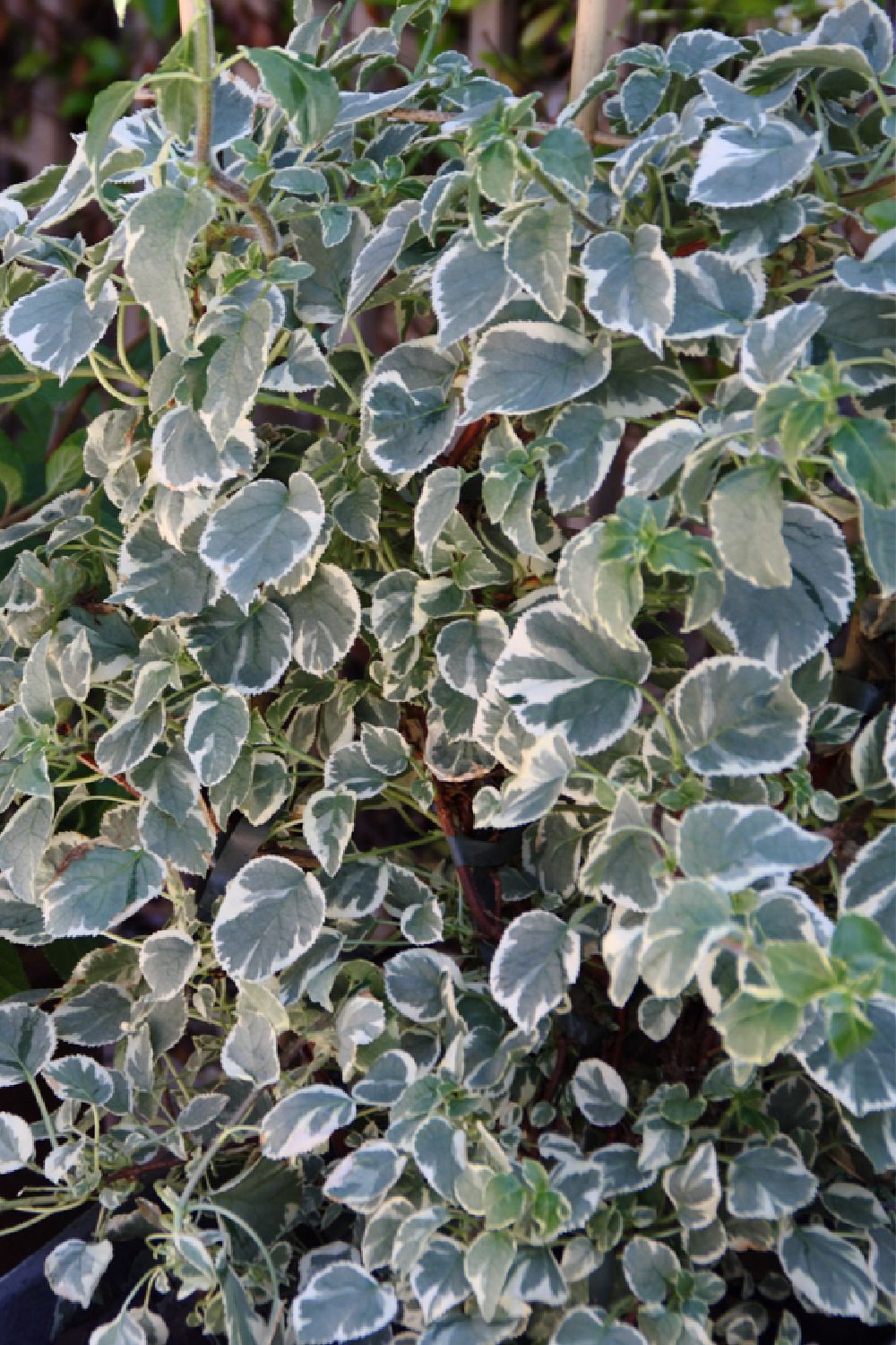 Hydrangea petiolaris 'Silver Lining' Kletterhortensie