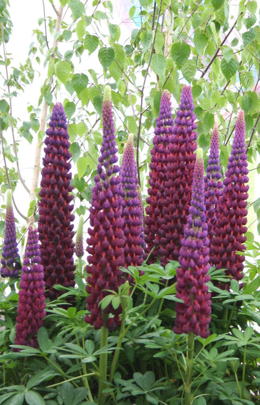 Lupinus polyphyllus 'Masterpiece' ® Westcountry-Serie Lupine