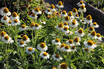 Echinacea 'Meditation White' (Scheinsonnenhut)