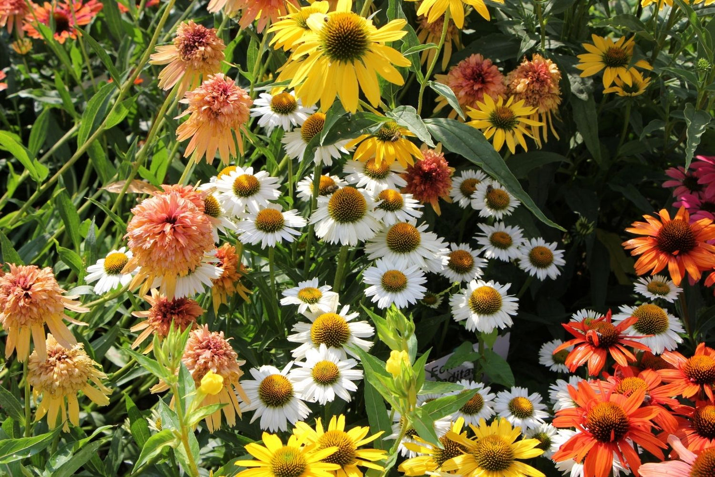 Echinacea 'Meditation White' (Scheinsonnenhut)