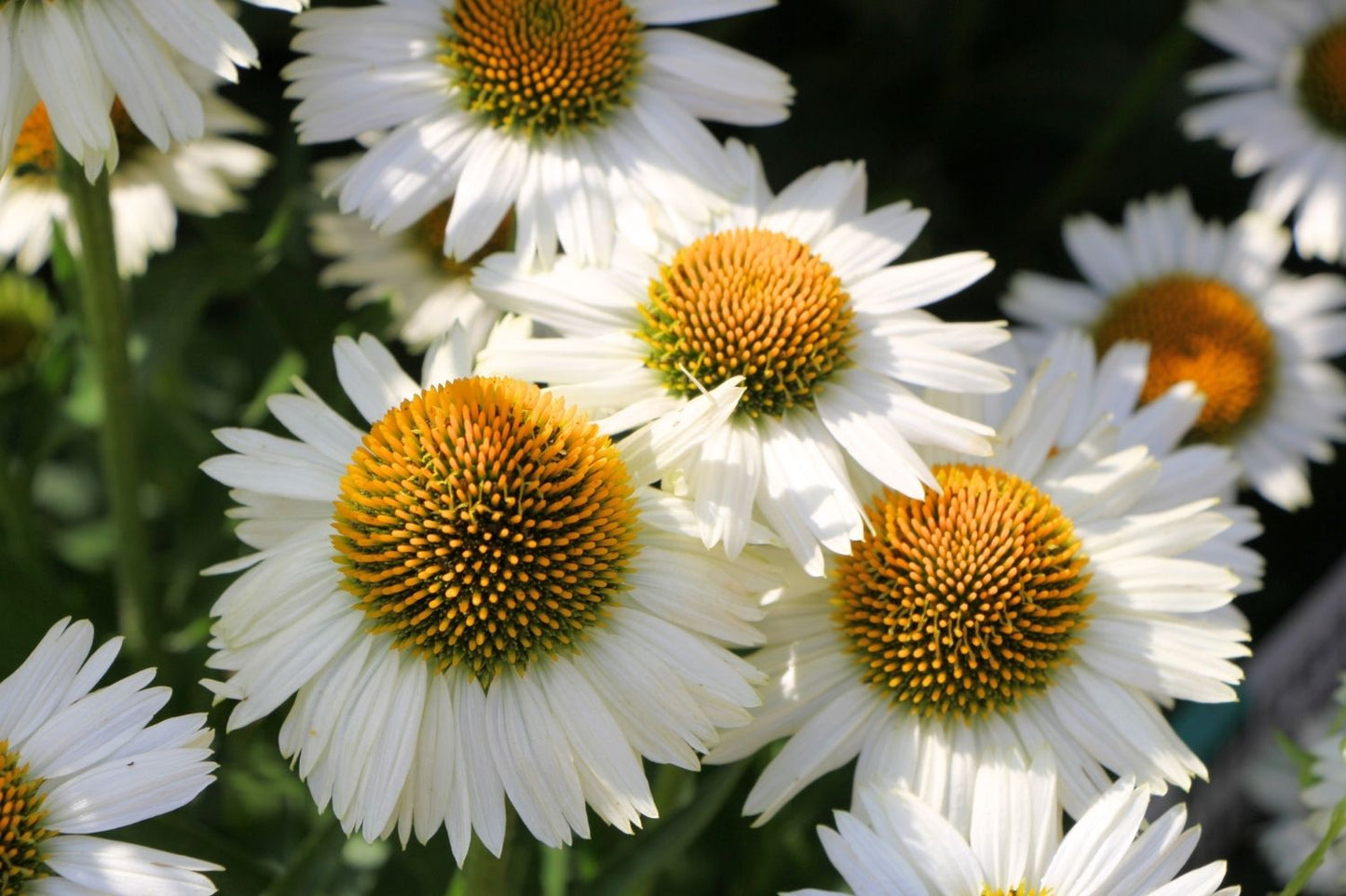 Echinacea 'Meditation White' ® Scheinsonnenhut