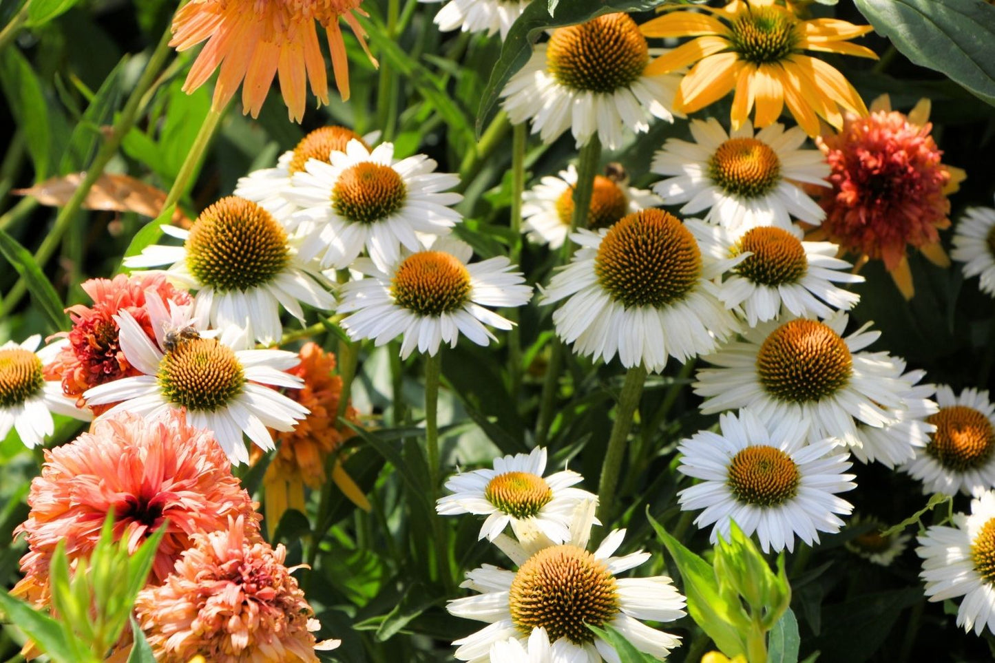 Echinacea 'Meditation White' ® (Scheinsonnenhut)