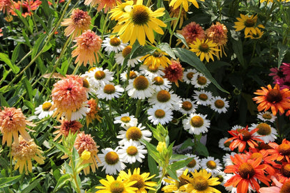 Echinacea 'Meditation White' ® (Scheinsonnenhut)