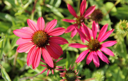 Echinacea 'Dixie Belle' ® Scheinsonnenhut