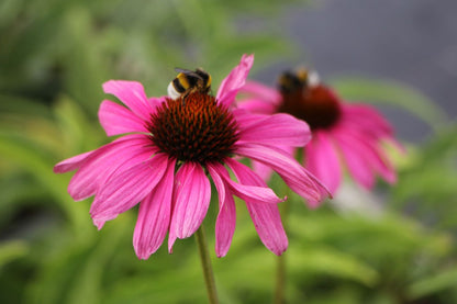 Echinacea 'Purple Emperor' ® (Scheinsonnenhut)