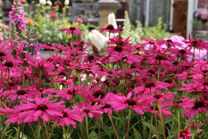 Echinacea 'Purple Emperor' ® (Scheinsonnenhut)