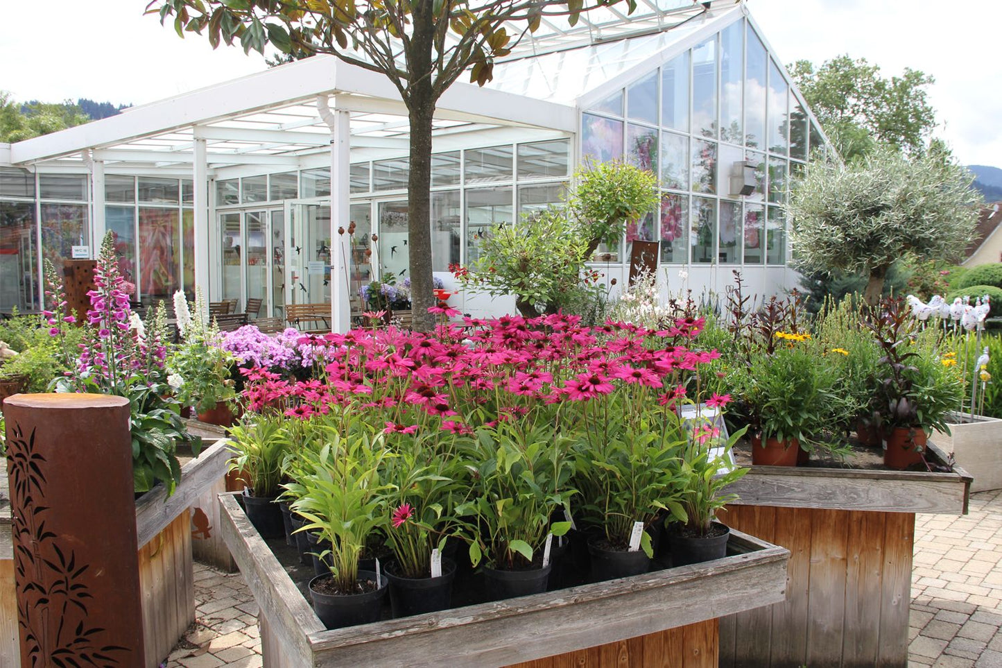 Echinacea 'Purple Emperor' ® (Scheinsonnenhut)