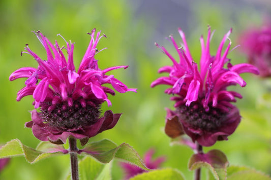 Monarda 'Bee-Free' ® Indianernessel