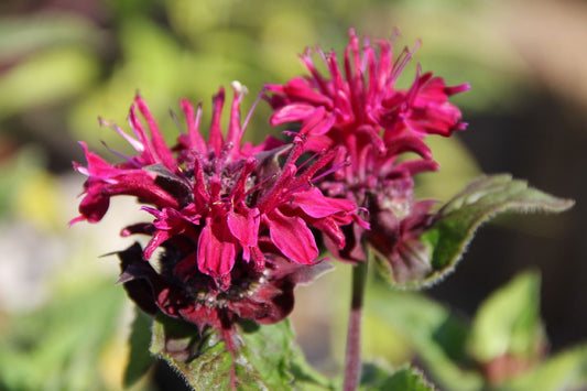 Monarda 'Bee-True' ® Indianernessel