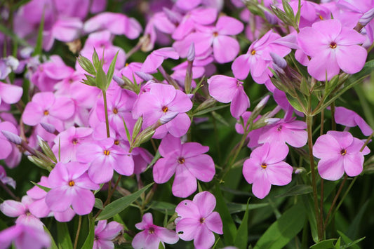 Phlox 'Forever Pink' Flammenblume