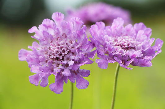 Scabiosa 'Vivid Violet' Große Garten-Skabiose