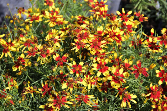 Coreopsis verticillata 'Firefly' Garten-Mädchenauge